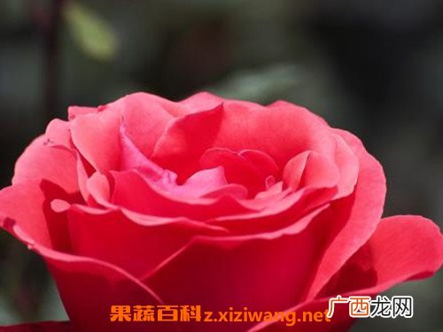 大红花的功效与作用 大红花有什么作用