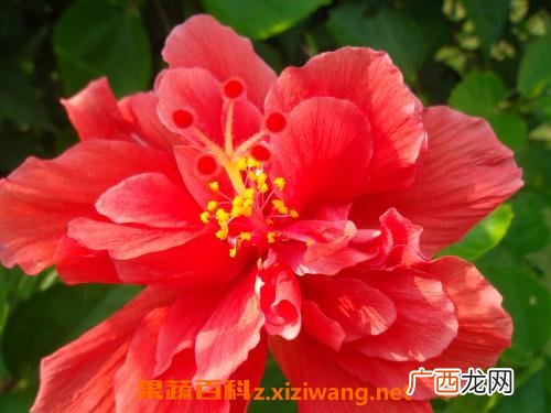 大红花的功效与作用 大红花有什么作用