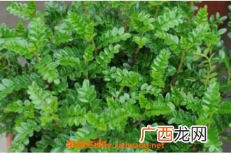 清香木如何养殖 养殖青香木的注意事项