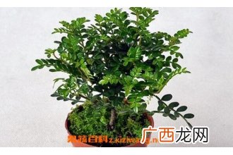 胡椒木和清香木的区别 胡椒木的功效