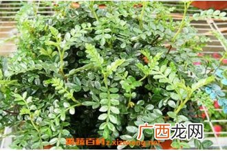 胡椒木和清香木的区别 清香木的功效与作用
