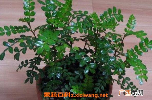 胡椒木如何养殖 胡椒木的养殖方法