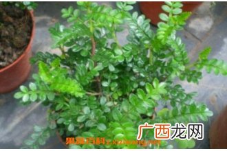 胡椒木如何养殖 胡椒木的养殖方法