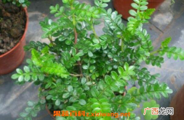 胡椒木如何养殖 胡椒木的养殖方法
