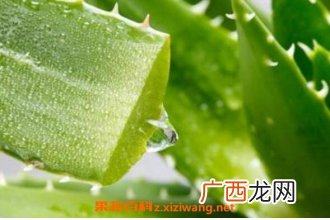 新鲜芦荟怎么煮水 怎样自制芦荟水
