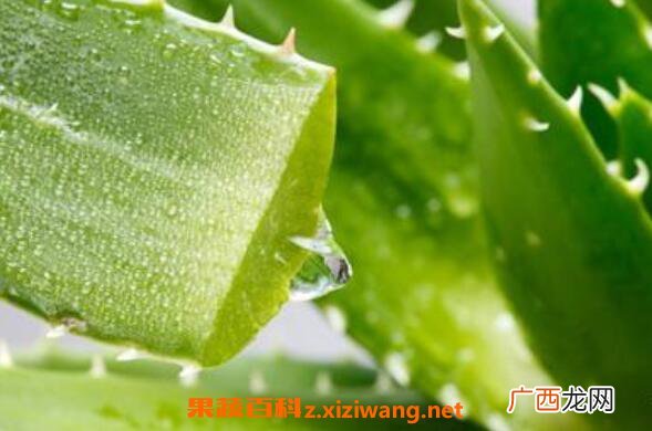 新鲜芦荟怎么煮水 怎样自制芦荟水