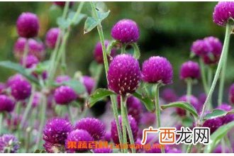 千日紫怎么养 千日紫的养殖方法与注意事项