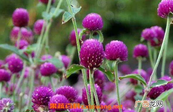千日紫怎么养 千日紫的养殖方法与注意事项