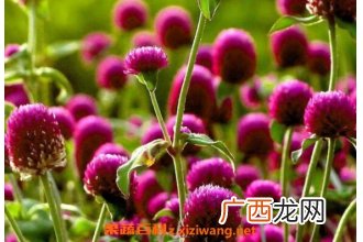 千日红如何播种 千日红怎样育苗