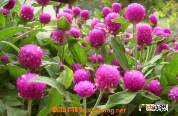 千日红如何播种 千日红怎样育苗
