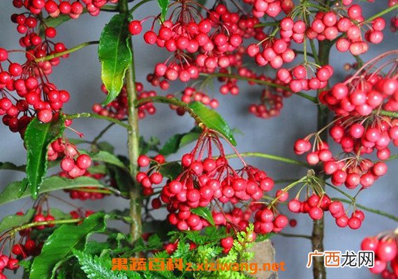 朱砂根与紫金牛的区别