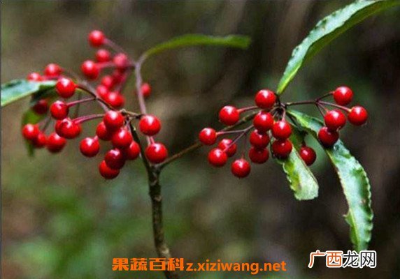 朱砂根与紫金牛的区别