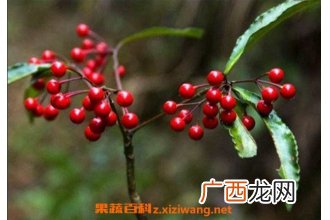朱砂根与紫金牛的区别