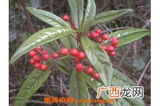 紫金牛的功效与作用 紫金牛怎么吃