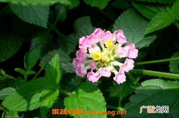 马缨丹花的功效与作用 马缨丹花的药用价值