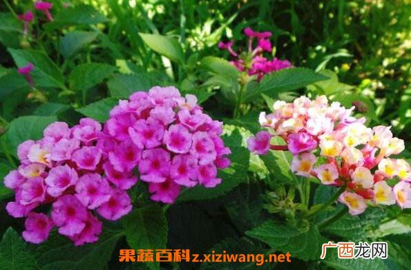 马缨丹花的功效与作用 马缨丹花的药用价值