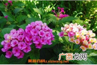 马缨丹花的功效与作用 马缨丹花的药用价值
