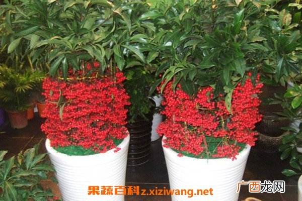 富贵籽和朱砂根的区别