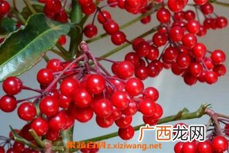 富贵籽和朱砂根的区别