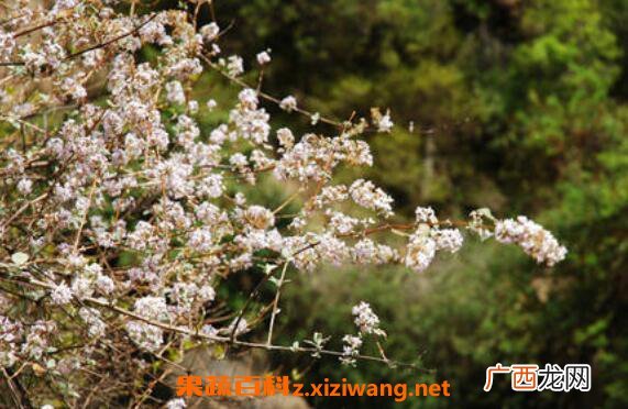 野桃花的作用与功效 野桃花的药用价值