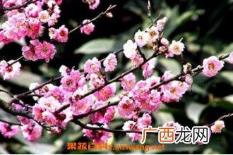 野桃花的作用与功效 野桃花的药用价值