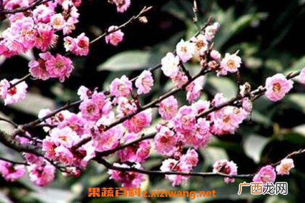 野桃花的作用与功效 野桃花的药用价值