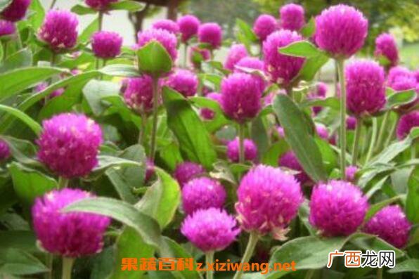 千日红种子的种植方法 千日红种子的播种方法