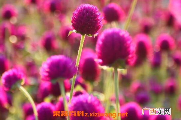 千日红种子的种植方法 千日红种子的播种方法