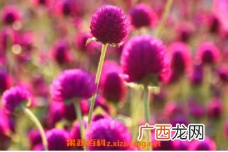 千日红种子的种植方法 千日红种子的播种方法