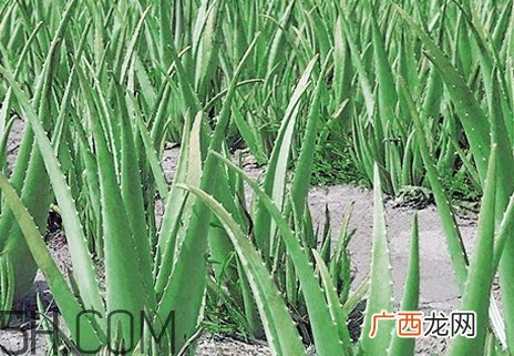 玛茜芦荟胶真假 玛茜芦荟胶好用吗评测