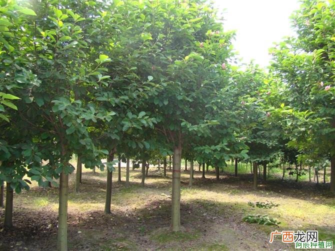 茶梅怎么施肥？茶梅施肥的方法