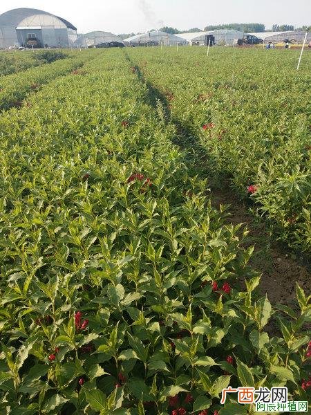 茶梅怎么施肥？茶梅施肥的方法