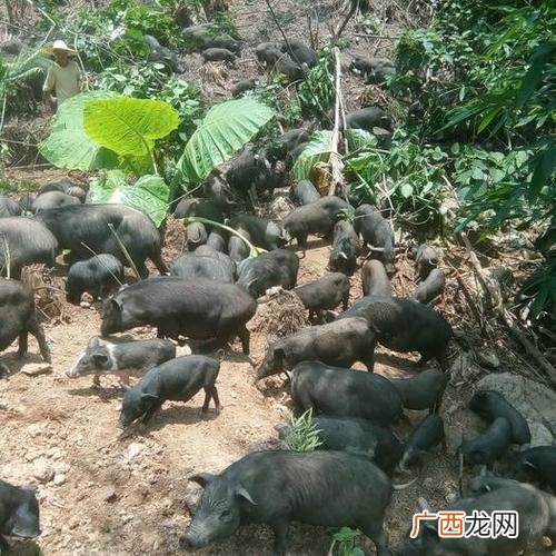 广西养殖场 广西河池养殖基地
