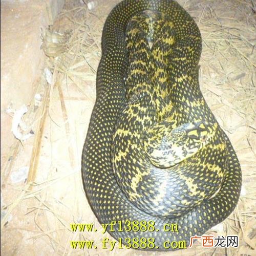广西泥蛇养殖场视频 广西养殖蛇场
