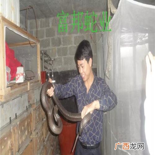 广西泥蛇养殖场视频 广西养殖蛇场