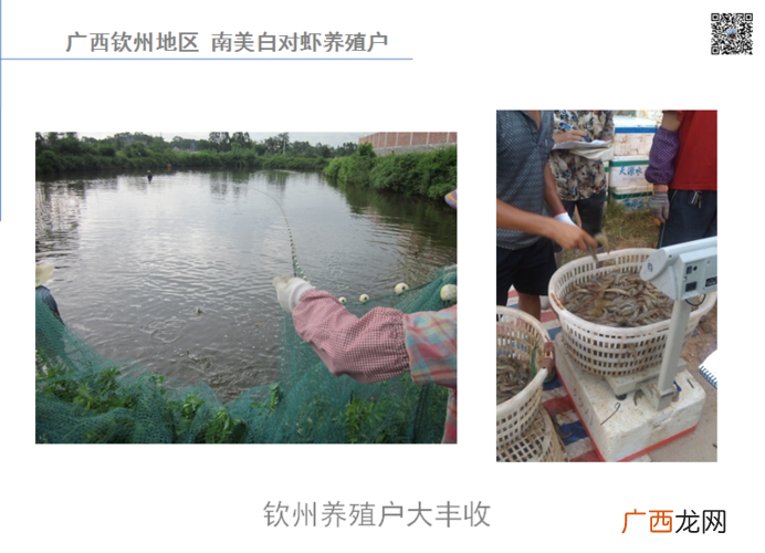 广西养殖合作公司 广西养殖致富