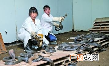 广西柳州小龙还在吗 广西有小龙养殖基地吗