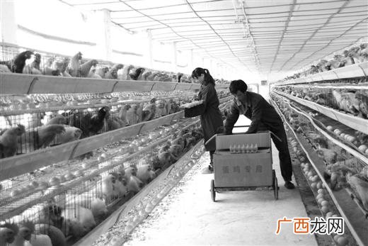 广西柳州小龙还在吗 广西有小龙养殖基地吗