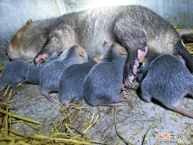 广西竹鼠养殖场 广州竹鼠养殖场招工