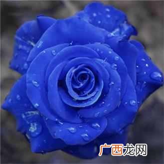 蓝色妖姬代表什么意思（蓝色妖姬的花语是什么