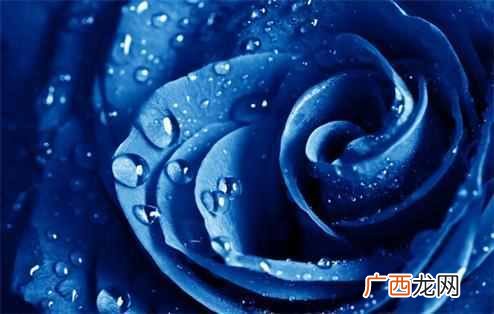 蓝色妖姬代表什么意思（蓝色妖姬的花语是什么