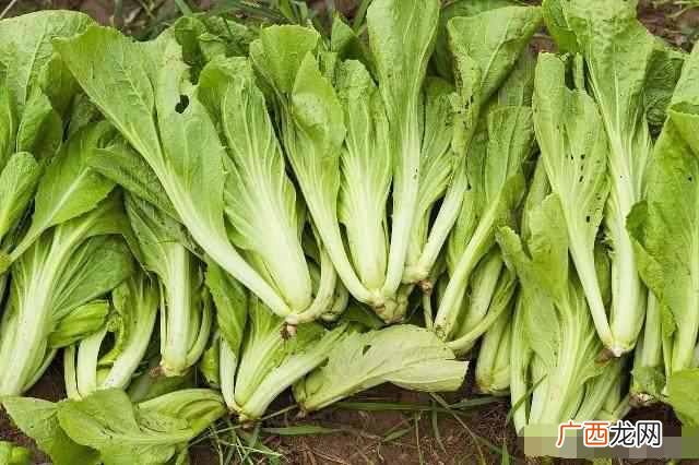 什么食物补钙效果最好(盘点最适合孕妇吃的补