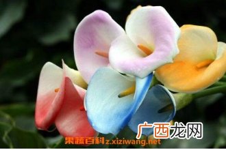 海芋花有毒吗 海芋花的养殖方法和注意事项