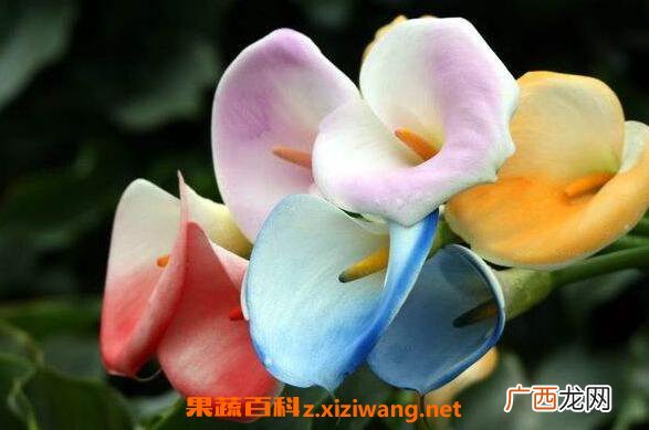 海芋花有毒吗 海芋花的养殖方法和注意事项