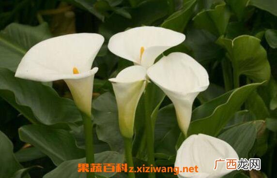 海芋花有毒吗 海芋花的养殖方法和注意事项