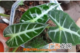 箭叶海芋怎么养 剑叶海芋如何管理