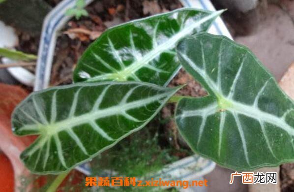 箭叶海芋怎么养 剑叶海芋如何管理