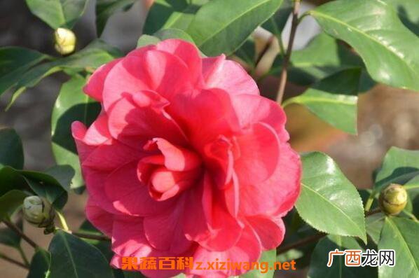山茶花如何养殖 山茶花的养殖方法和注意事项