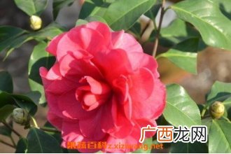 山茶花如何养殖 山茶花的养殖方法和注意事项