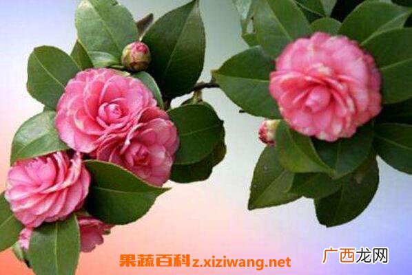 山茶花如何养殖 山茶花的养殖方法和注意事项
